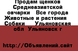 Продам щенков Среднеазиатской овчарки - Все города Животные и растения » Собаки   . Ульяновская обл.,Ульяновск г.